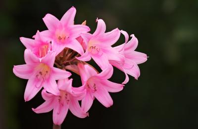 Hot Pink