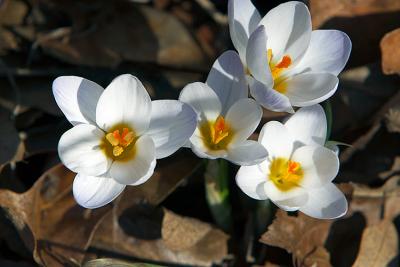 First Flowers.jpg