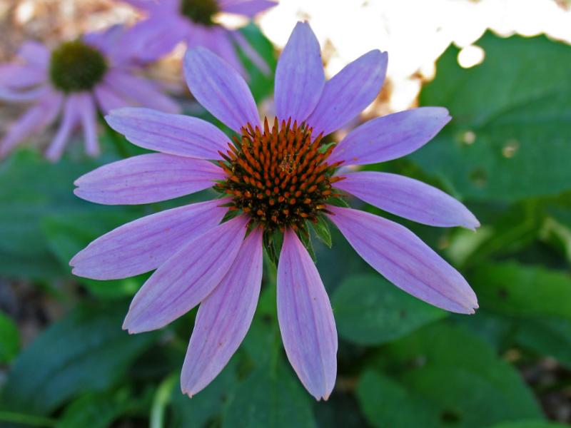 my purple cone flowers
