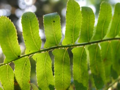 backlit fern