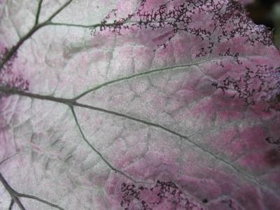 backlit leaf