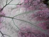 backlit leaf