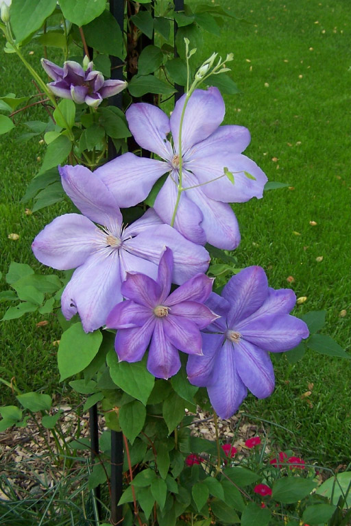 my climatis