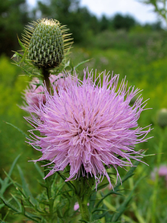 Iowa thistle sisters