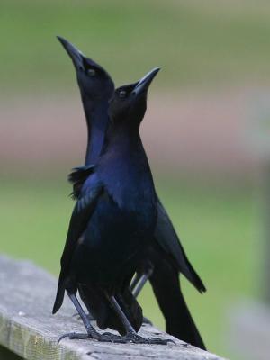 Great-tailed Grackle