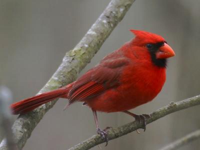 Northern Cardinal  