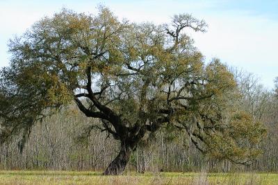 live oak 