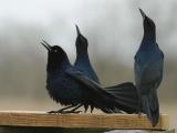 Great-tailed Grackle