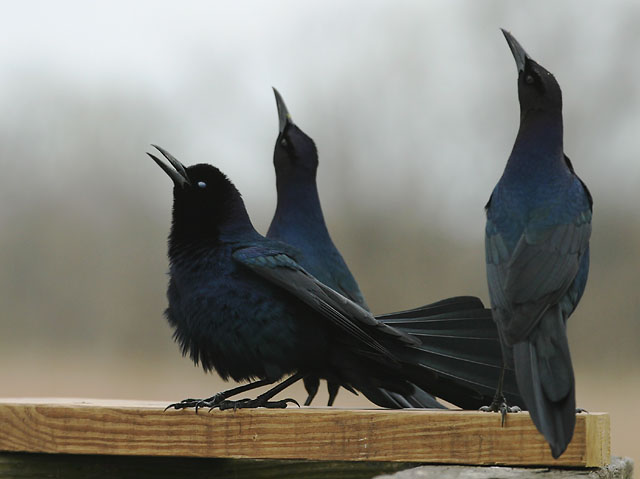 Great-tailed Grackle