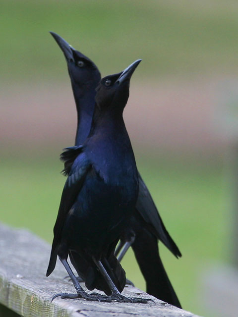 Great-tailed Grackle