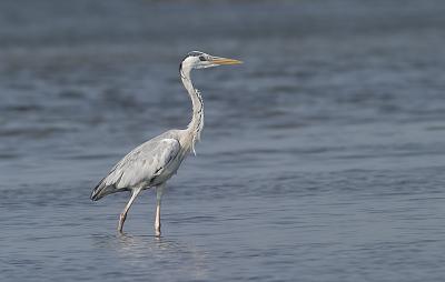 Grey Heron on shallow waters