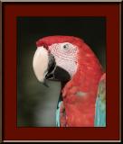Red and Green Macaw (aka Green Winged) #3