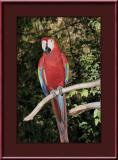 Scarlet Macaw #3