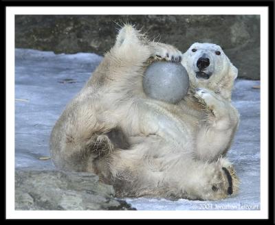 Polar Bear Playing with his ball