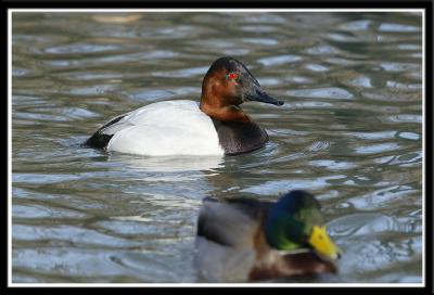 Canvasback