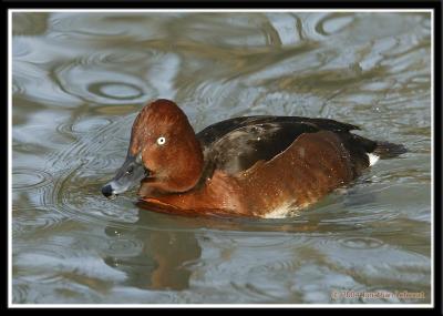 Ferruginous Duck