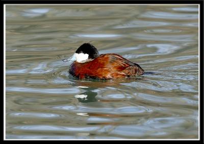 Ruddy Duck