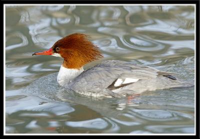 Common Merganser