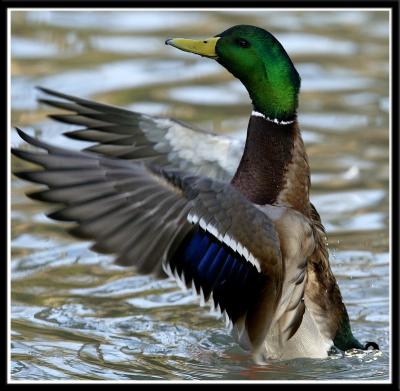 Male Mallard