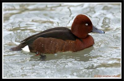 Ferruginous Duck