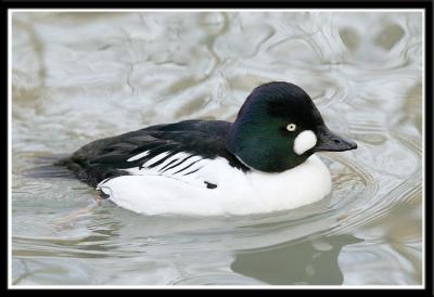 Common Goldeneye