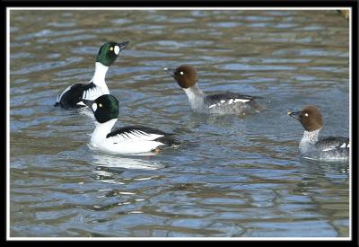 Common Goldeneyes