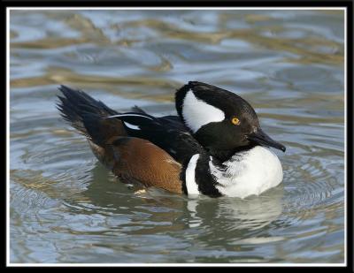 Hooded Merganser