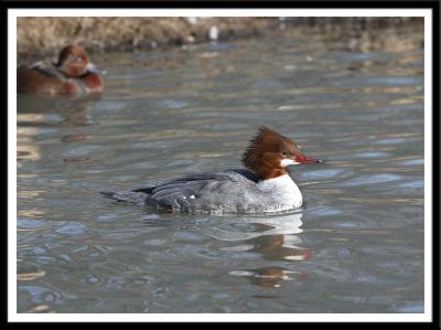 Common Merganser Female