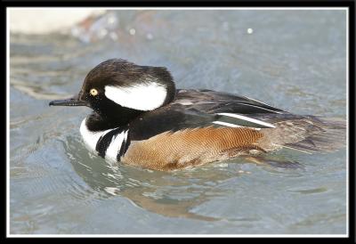 Hooded Merganser Male