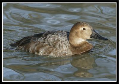 Female Canvasback