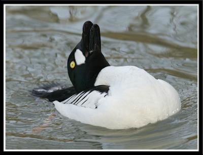 Common Goldeneye Male