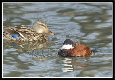 Male Ruddy Duck