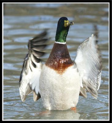 Male Mallard