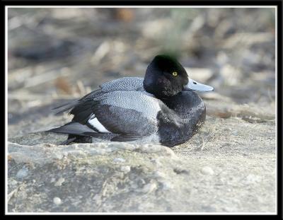 Lesser Scaup Male