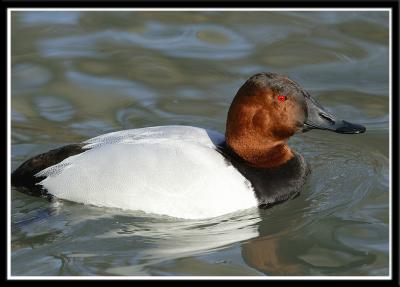 Canvasback Male