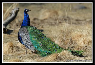 Beautiful Peacock