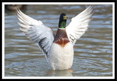 Male Mallard