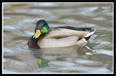 Mallard