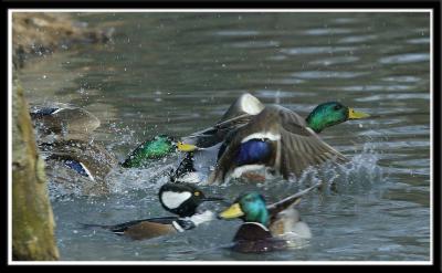 Duck Fight