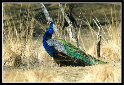 Peacock