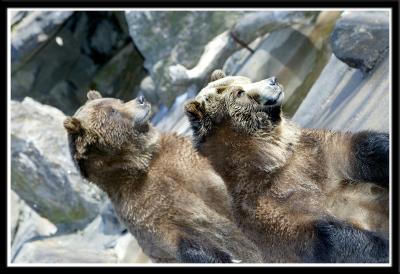 Look at the Bears