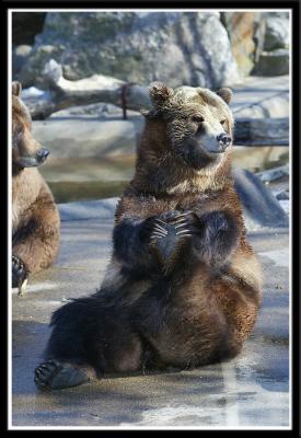 Betty Bear doing a trick
