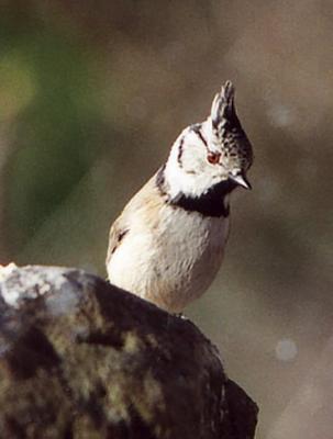 Mésange