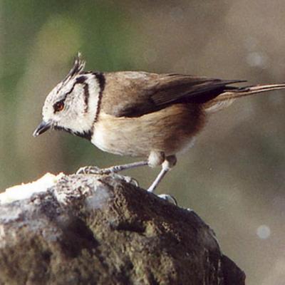 Mésange