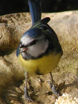 Mesange bleue - Bluetit
