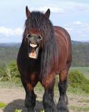Farceur, va !...