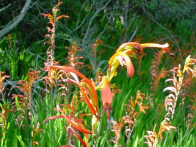 March Wildflowers, Woodside, CA