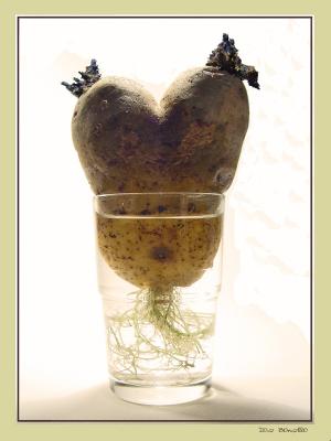 u41/joebonellidius/medium/39606158.love.jpg