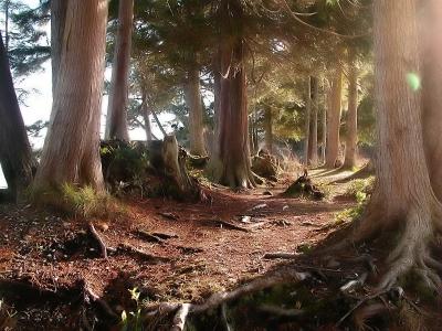 Ancient path