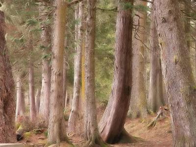 Beach Cedars